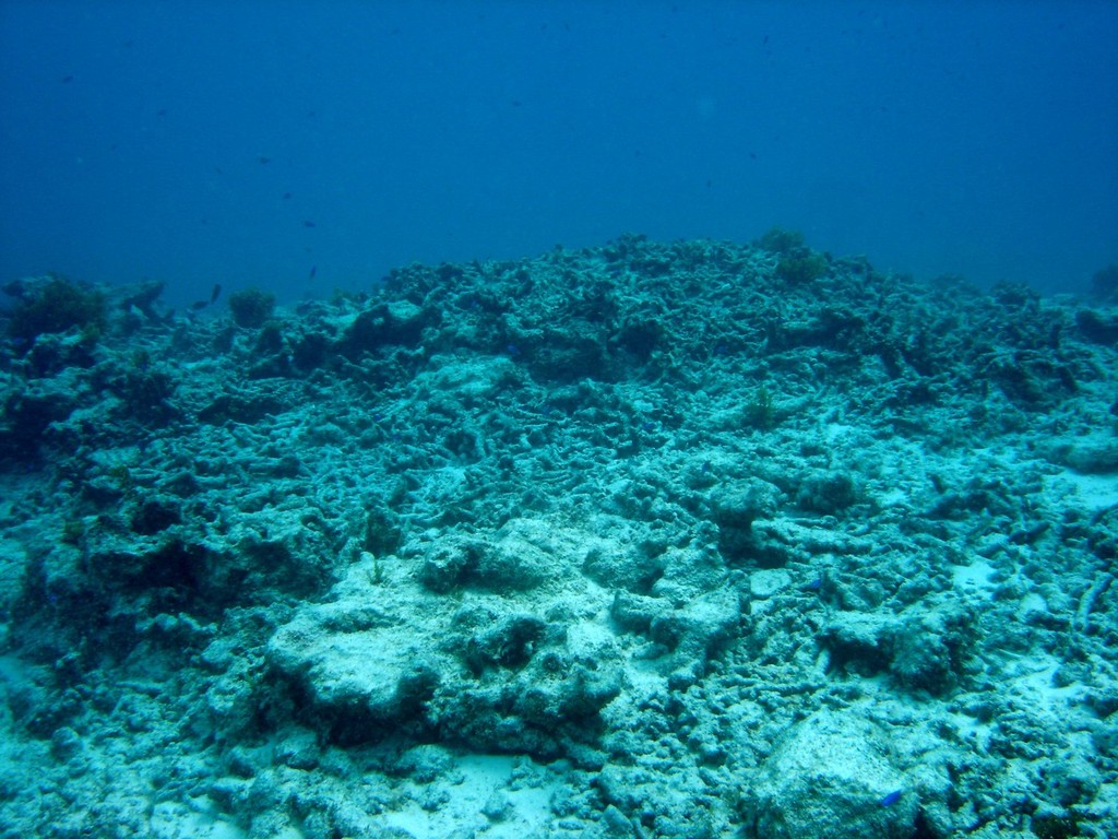 Degraded coral reef following coral bleaching © ARC Centre of Excellence Coral Reef Studies http://www.coralcoe.org.au/